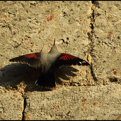 TICHODROME ECHELETTE