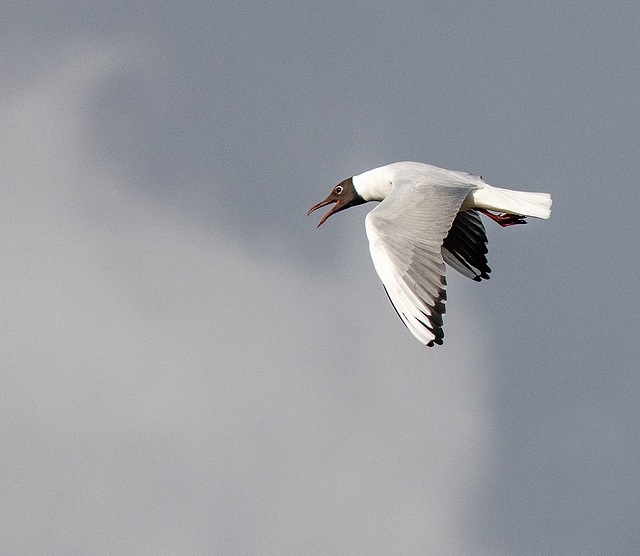 Black headed gull