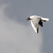 Black headed gull