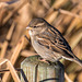 Sparrow