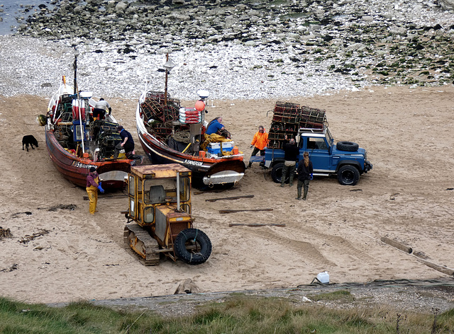 Flamborough Head- North Landing- Unloading the Lobster Catch