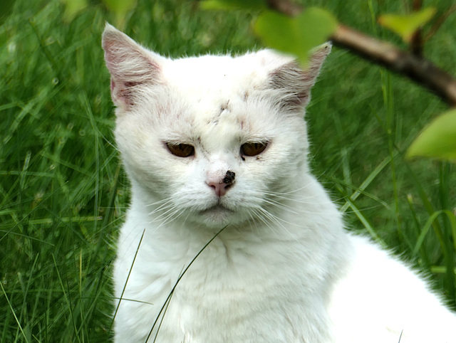 Seltener Besuch im Garten