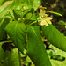 20230620 1041CPw [D~LIP] Kleinblütiges Springkraut (Impatiens parviflora), Bad Salzuflen