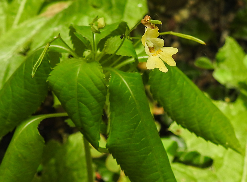 20230620 1041CPw [D~LIP] Kleinblütiges Springkraut (Impatiens parviflora), Bad Salzuflen