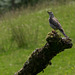 Mistle Thrush watching a Buzzard overhead