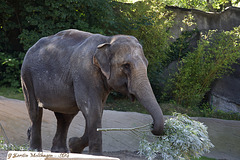 Elefantin Shandra (Hagenbeck)