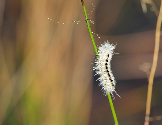 caterpillar