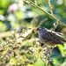 bruant à couronne blanche-DSC08615x