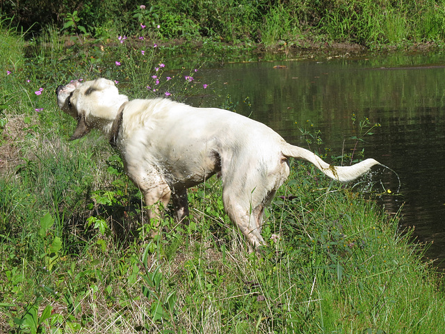 Branco shaking off after swimming