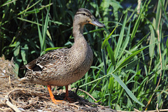 EOS 60D Unknown 11 17 52 5161 Mallard dpp