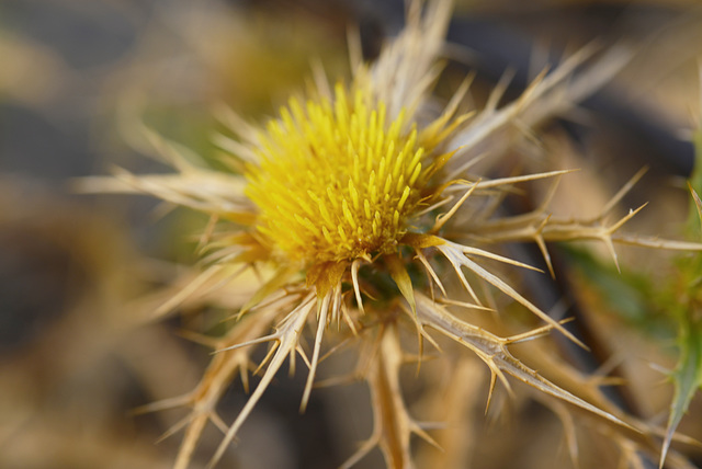 Carlina corymbosa