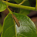 Crane fly IMG_2174