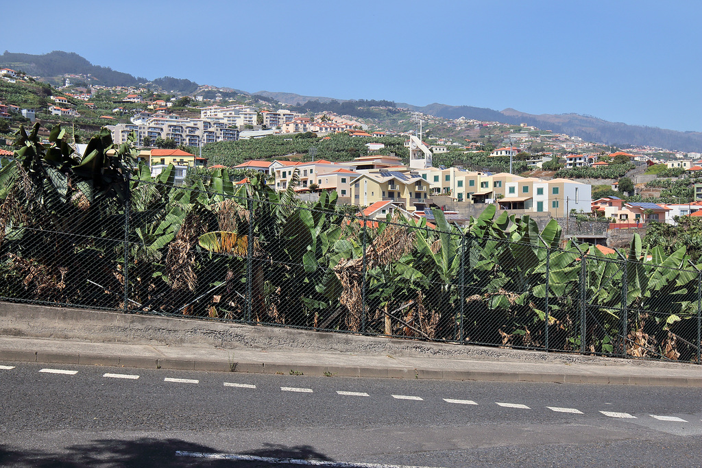 Câmara de Lobos - Rua da Serrado do Mar (1)