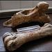 prehistoric animal bones