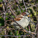 Sparrow1