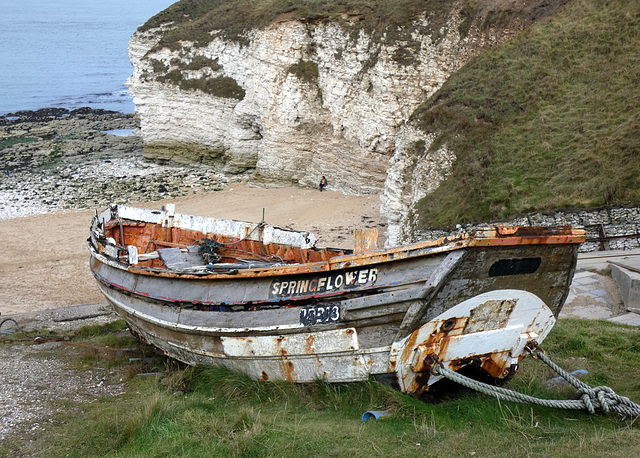 Flamborough Head- North Landing- 'Springflower'