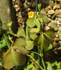 20230620 1042CPw [D~LIP] Gehörnter Sauerklee (Oxalis corniculta), Bad Salzuflen