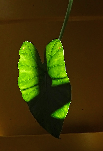 Alocasia-leaf illuminated by the morning sun