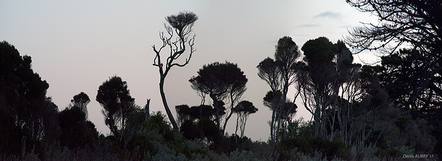 Crépuscule sur la forêt