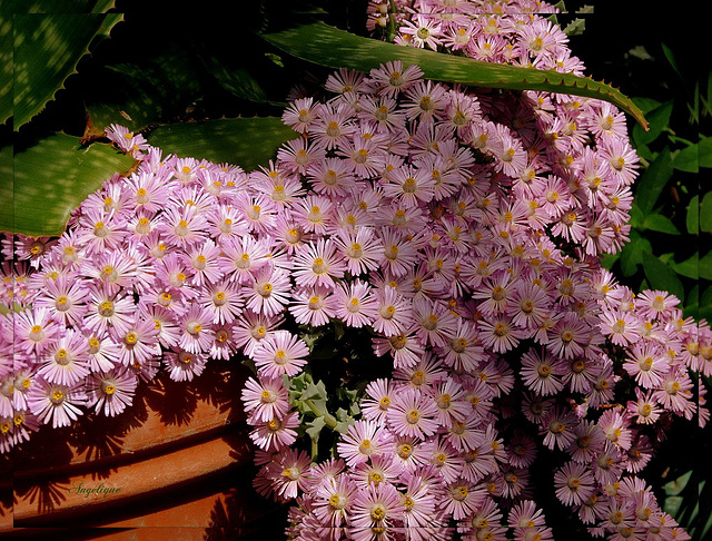 Belle fin de soirée et bon mercredi mes ami(e)s❤️