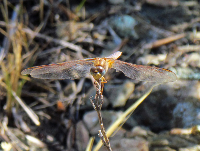 Broad Scarlet f Crocothemis erythraea 08-08-2012 (3)