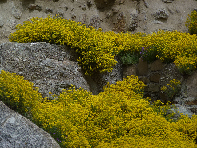 20150514 -17 Chastagnier Lozere VTT-Rando (103) al