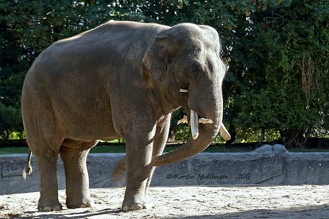 Gajendra - ein Münchner in Hamburg (Hagenbeck)