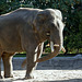 Gajendra - ein Münchner in Hamburg (Hagenbeck)