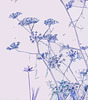 Fennel: elemental