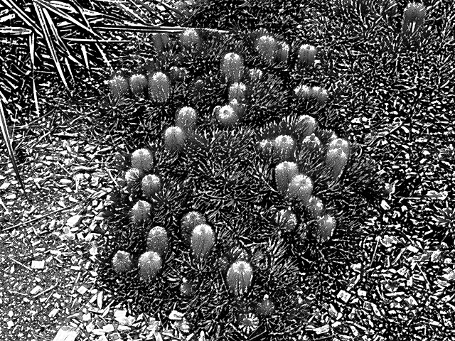 Banksia flowers