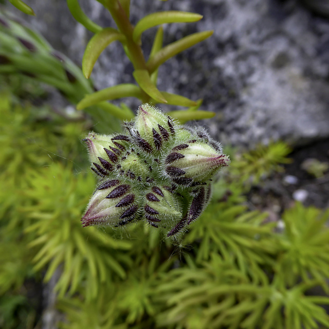 A rockery close-up