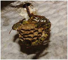 Wasp nest IMG_2180