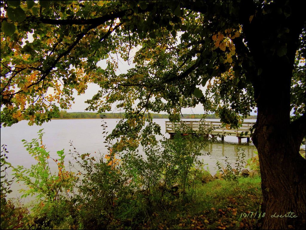 Under the Linden tree