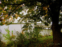 Under the Linden tree