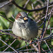 Sparrow3