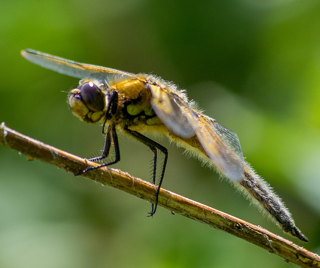 4 Spotted Chaser Dragon fly, Burton wetlands