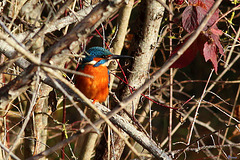 Au matin, exposition au soleil Au matin, exposition au soleil