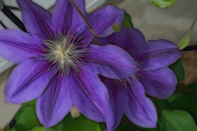 clematis