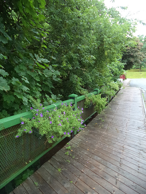 Plantes contre petit pont piétonnier