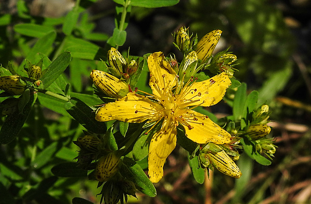 20230620 1043CPw [D~LIP] Johanniskraut (Hypericum perforatum) [Tüpfel-Hartheu], Bad Salzuflen