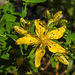20230620 1043CPw [D~LIP] Johanniskraut (Hypericum perforatum) [Tüpfel-Hartheu], Bad Salzuflen