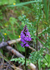 Geflecktes Knabenkraut - (Dactylorhiza maculata)