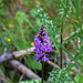 Geflecktes Knabenkraut - (Dactylorhiza maculata)