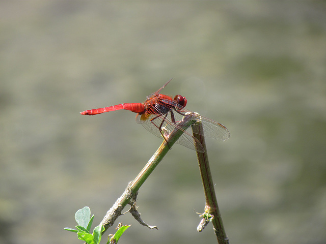 Broad Scarlet m Crocothemis erythraea 02-08-2012