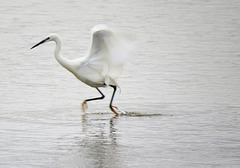little egret in wells harbour, norfolk