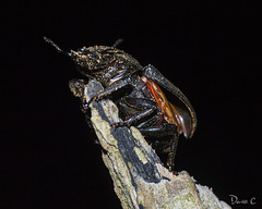 Stag Beetle - Epic Failure....