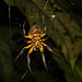 SpiderIMG_3072