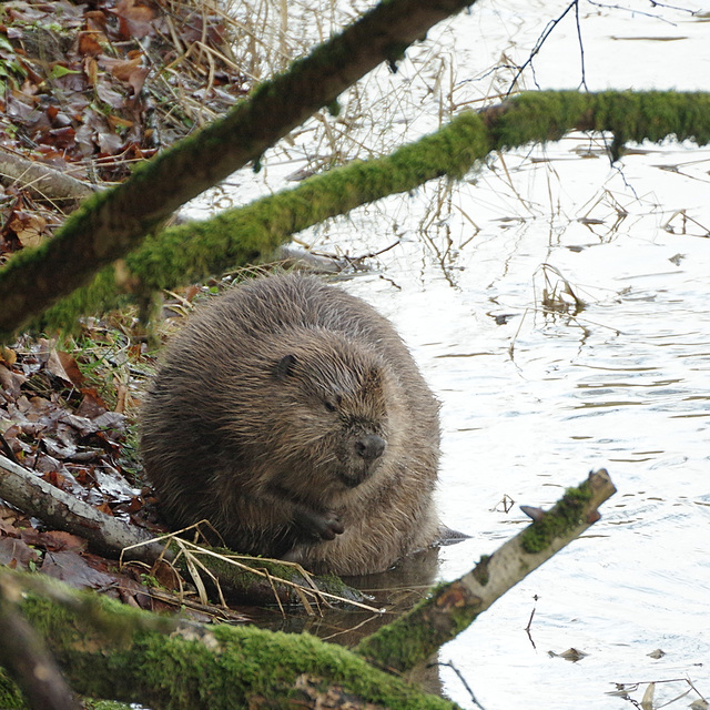 Hochwasserflüchtling