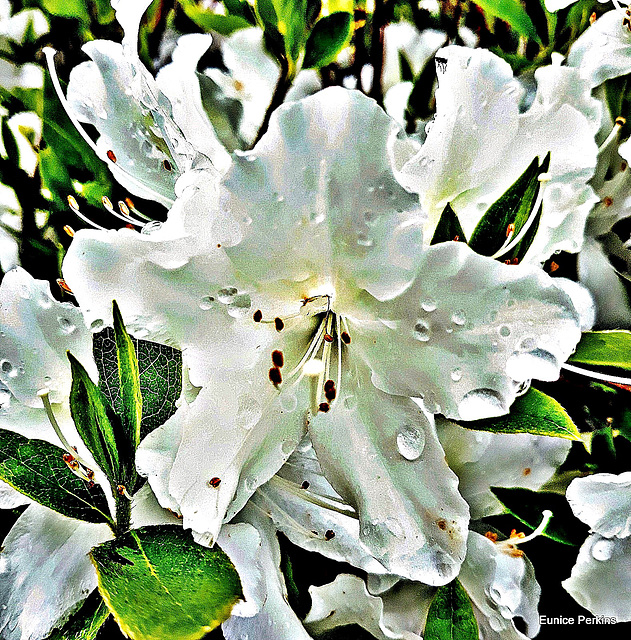 Wet Azalea