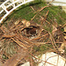 Carolina wren in nest